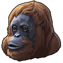 See-Orang-Utan