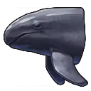 Kleiner Schwertwal