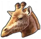 Giraffe Giraffe