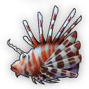 Rotfeuerfisch Rotfeuerfisch