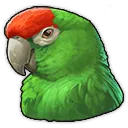 Iguaca Iguaca