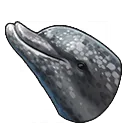 Schlankdelfin