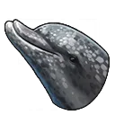 Schlankdelfin Schlankdelfin