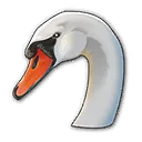 Schwan Schwan