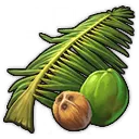 Kokospalme Kokospalme