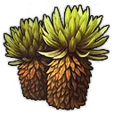 Espeletia Espeletia