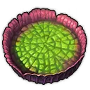 Riesenseerose Riesenseerose