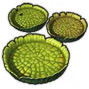 Seerose Seerose