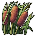 Schilfrohr Schilfrohr