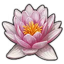 Lotusblume „Angel Wings” Lotusblume „Angel Wings”