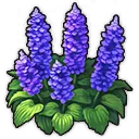 Wiesensalbei Wiesensalbei