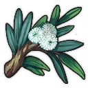 Schnee-Eukalyptus Schnee-Eukalyptus
