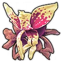Stanhopea Insignis Stanhopea Insignis