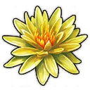 Amerikanische Lotusblume