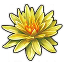 Amerikanische Lotusblume Amerikanische Lotusblume