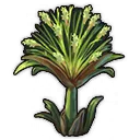 Papyrus Papyrus